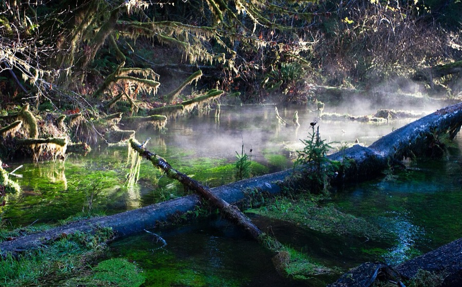 Mist rising off a moss-lined stream over fallen logs in the Hoh Rainforest